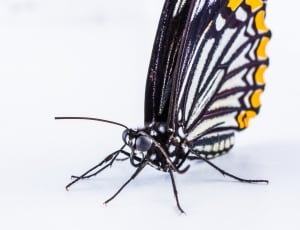 Insect, Butterfly, one animal, close-up thumbnail