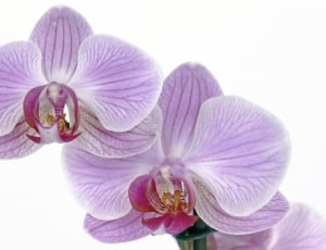 pink orchid flower thumbnail