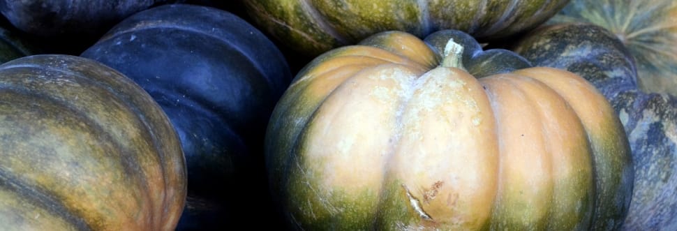 close up photo of squash vegetable preview