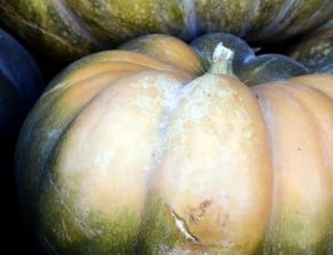 close up photo of squash vegetable thumbnail