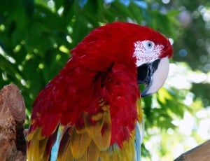 red and brown parrot thumbnail
