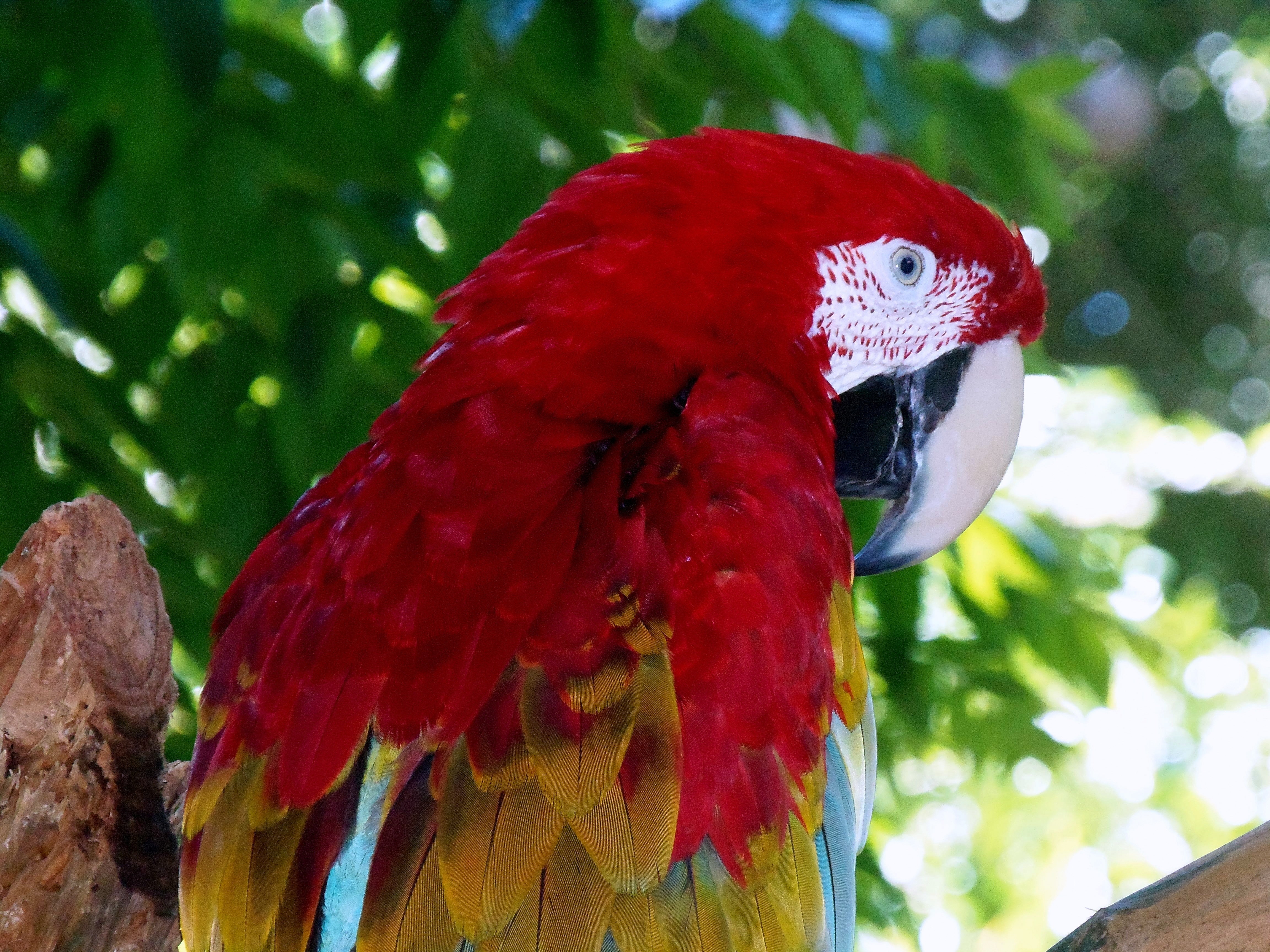 red and brown parrot