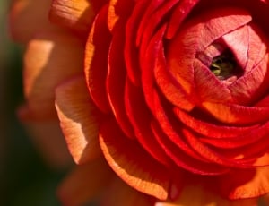 Bloom, Flower, Ranunculus, Blossom, red, close-up thumbnail
