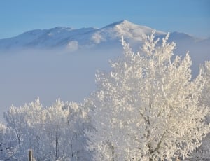 snow covered trees and mountain thumbnail