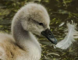 Wild Nature, Swans, Birds, animals in the wild, one animal thumbnail