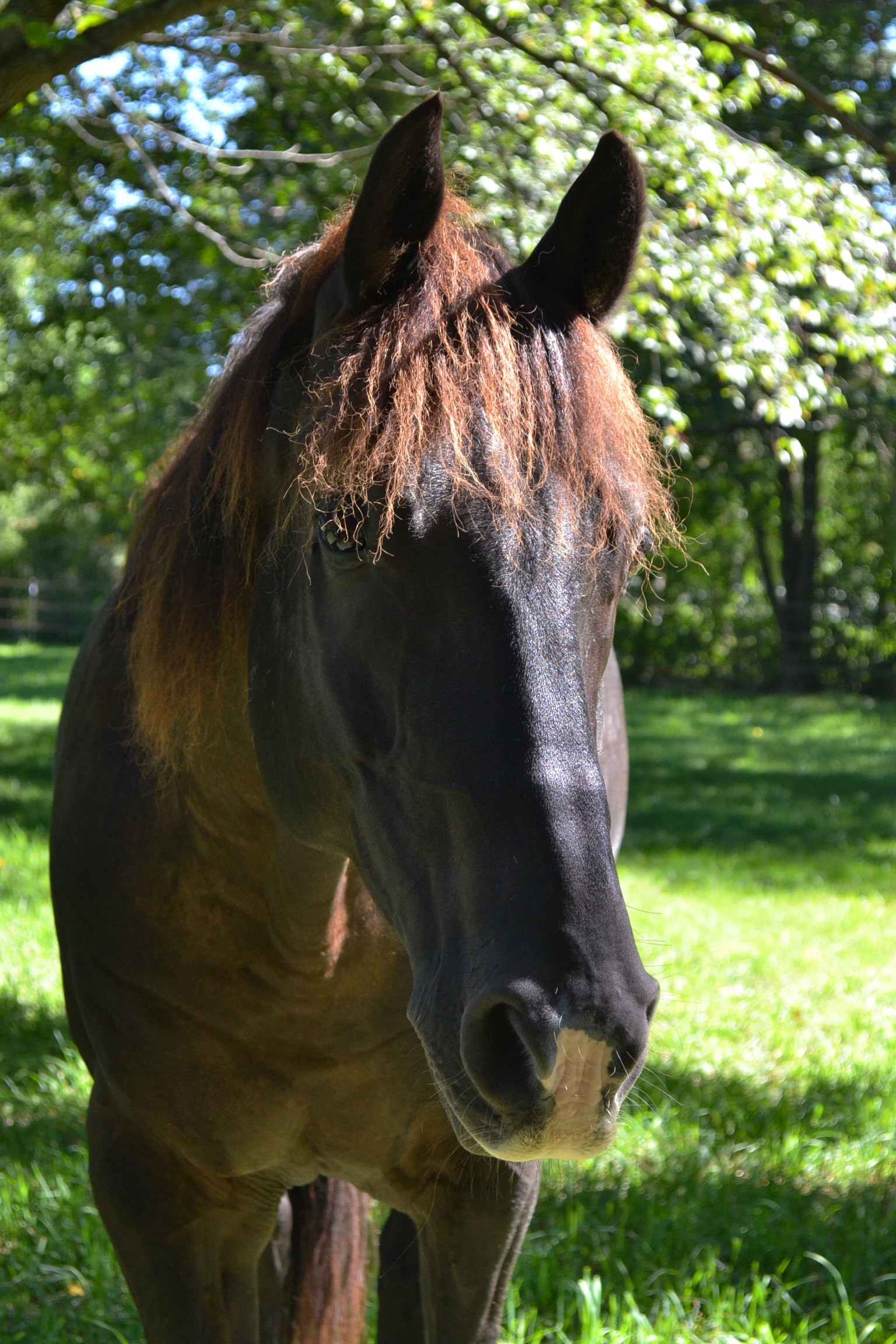 brown and black horse