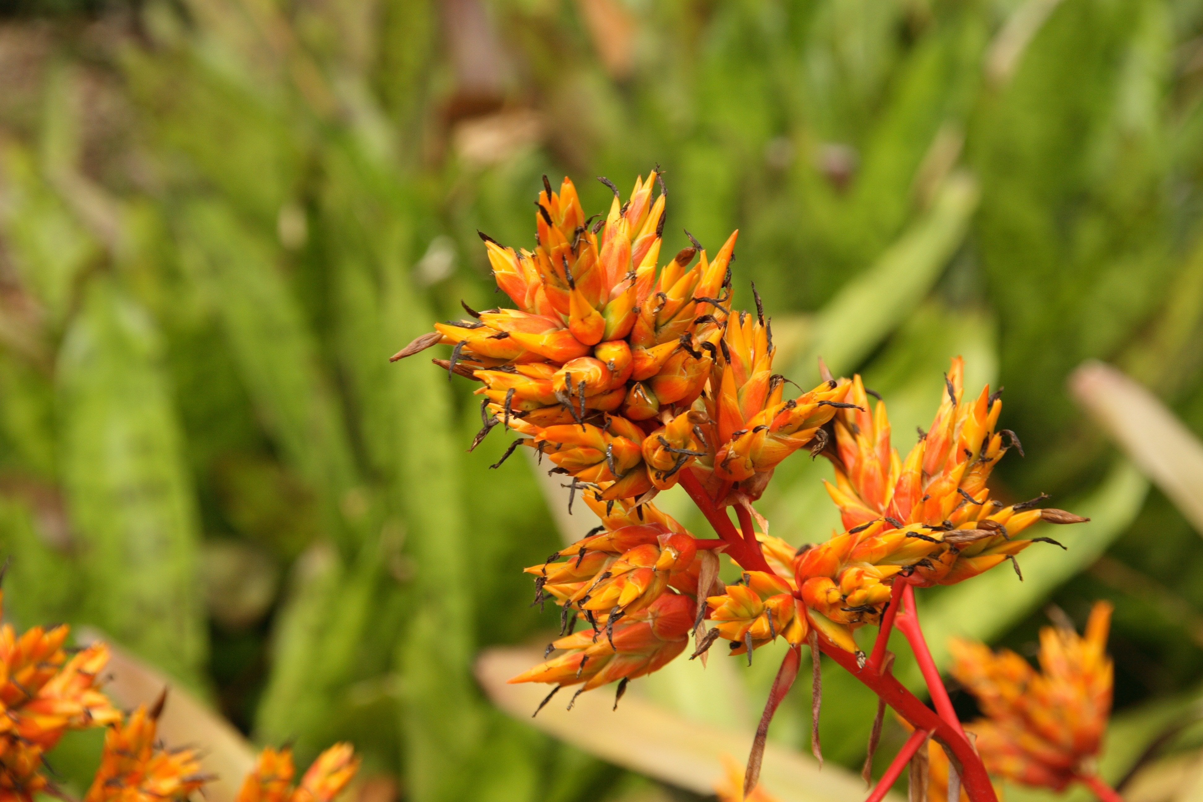 orange Snake plant flower closeup photography