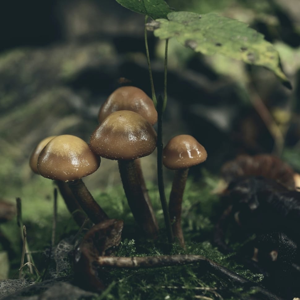 4 brown toadstools preview