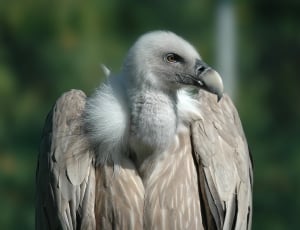 bearded vulture thumbnail