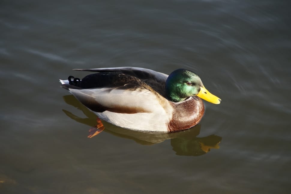 brown and white duck preview