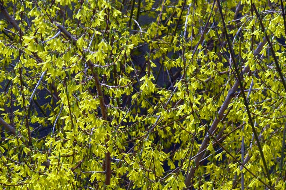 Laburnum, Spring, Forsythia Intermedia, green color, plant preview