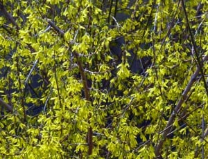 Laburnum, Spring, Forsythia Intermedia, green color, plant thumbnail
