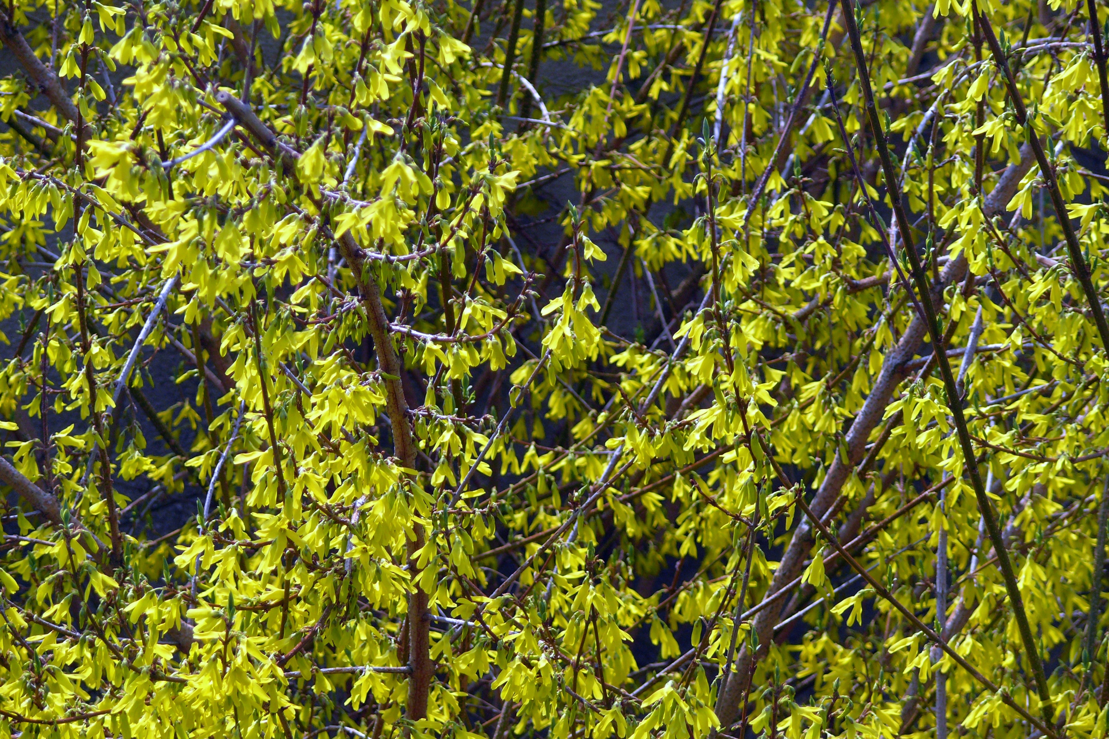 Laburnum, Spring, Forsythia Intermedia, green color, plant