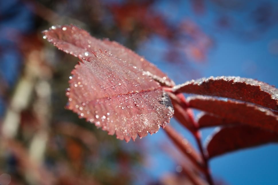 red leaves tift shift lens photography preview