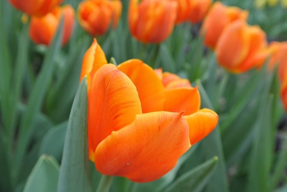 Tulips, Orange Flower, Blooming, Flower, flower, orange color preview