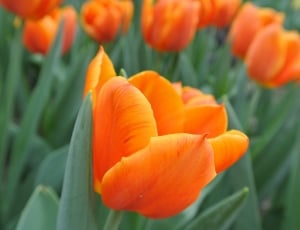 Tulips, Orange Flower, Blooming, Flower, flower, orange color thumbnail