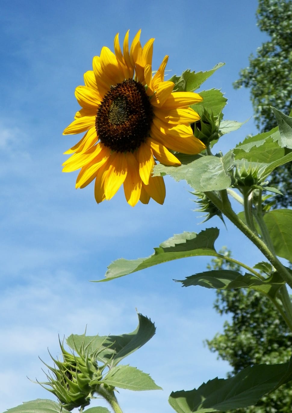 Sunflower, Outdoor, Flower, Nature, flower, plant preview