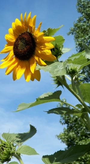 Sunflower, Outdoor, Flower, Nature, flower, plant thumbnail