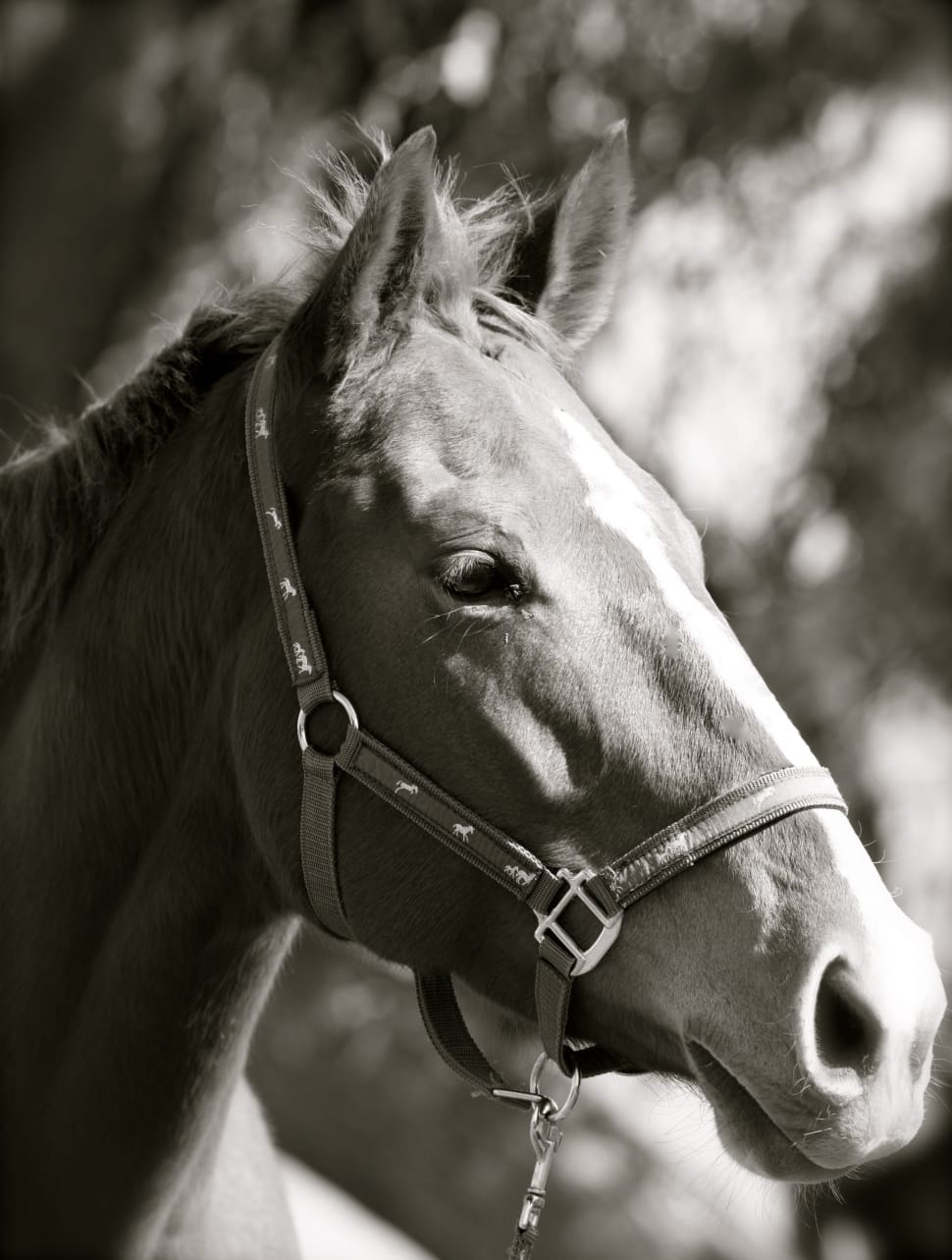 gray scale photo of horse preview