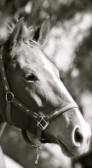 gray scale photo of horse thumbnail