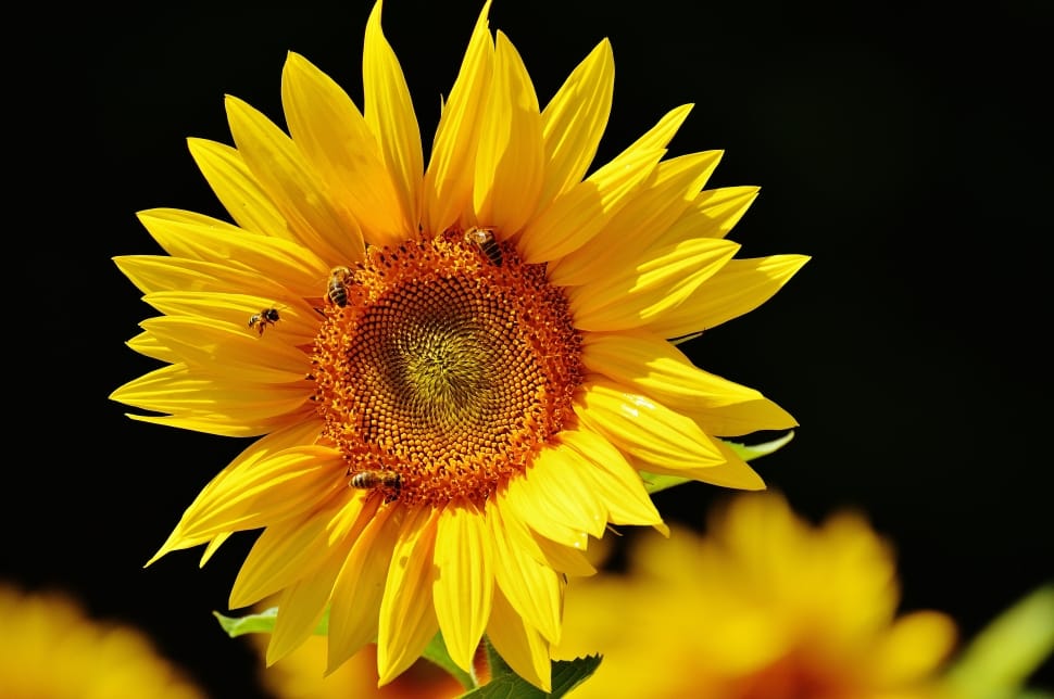 sunflower with bees preview