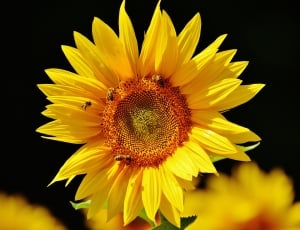sunflower with bees thumbnail