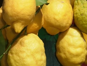 yellow lemon thumbnail