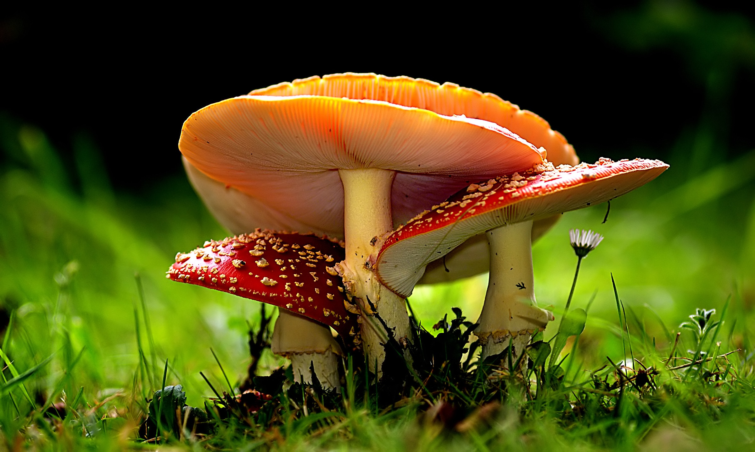 Amanita muscaria, red mushroom