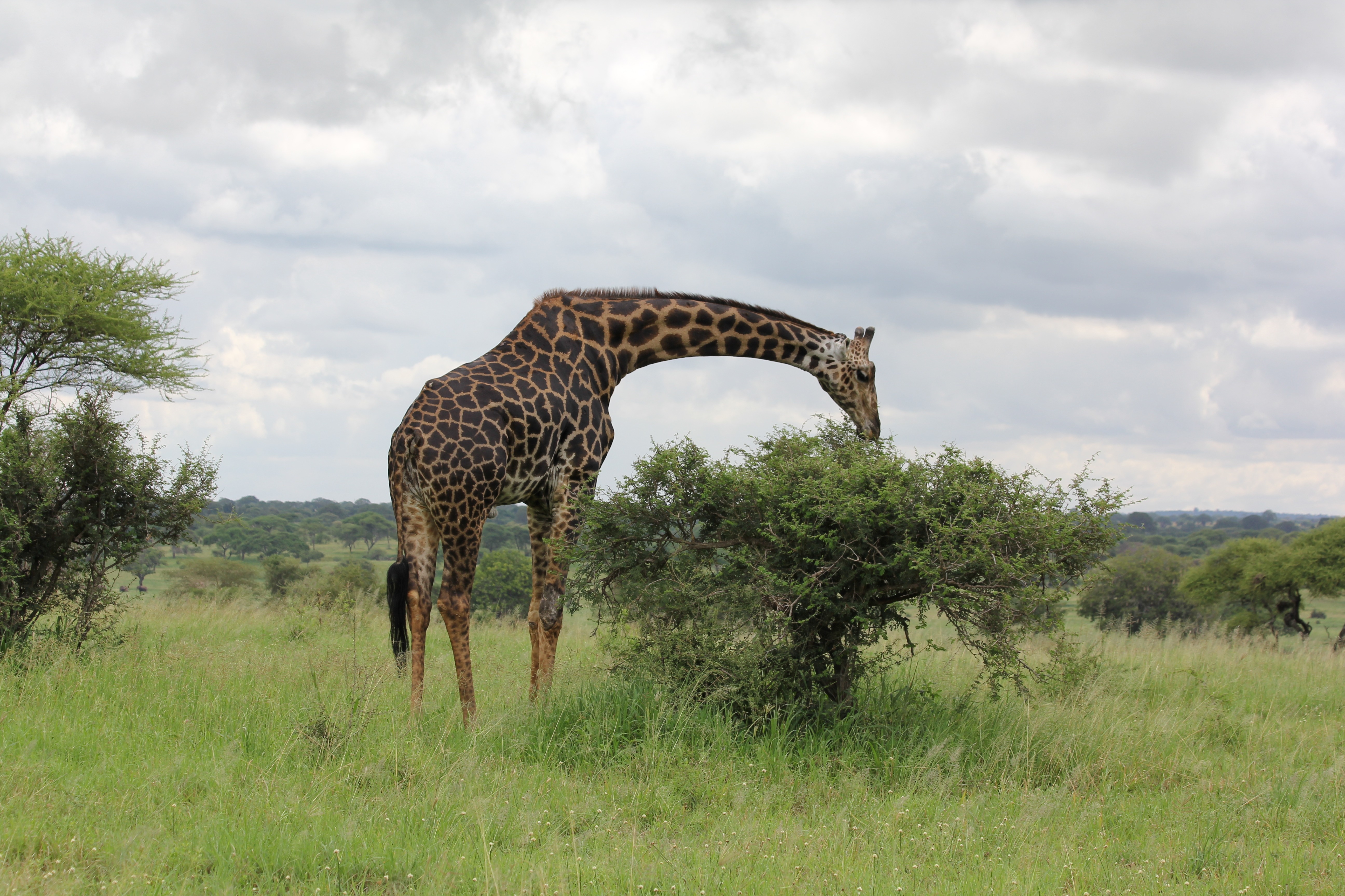 black and brown giraffe