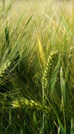 close up photo of green wheath thumbnail