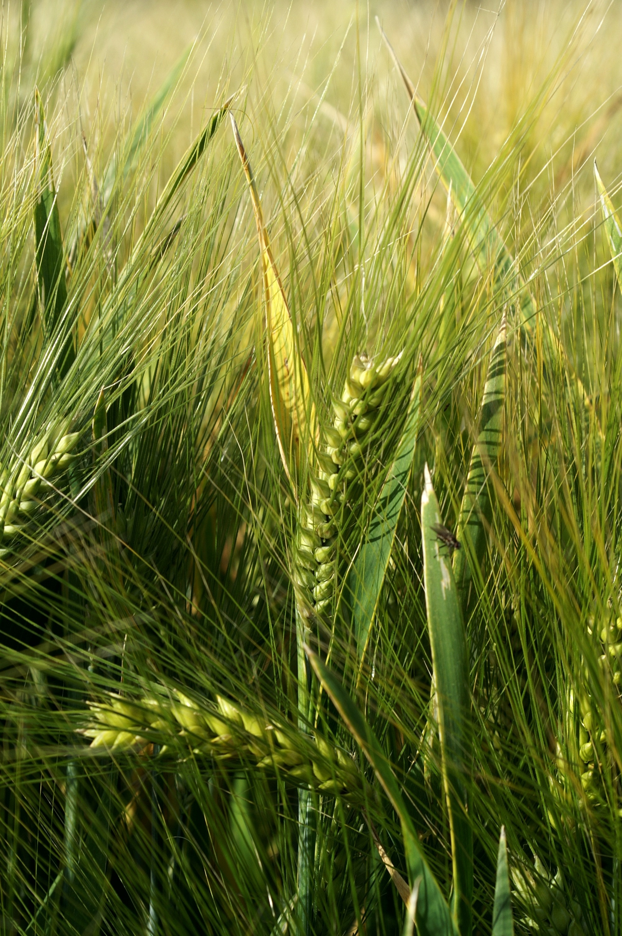 close up photo of green wheath