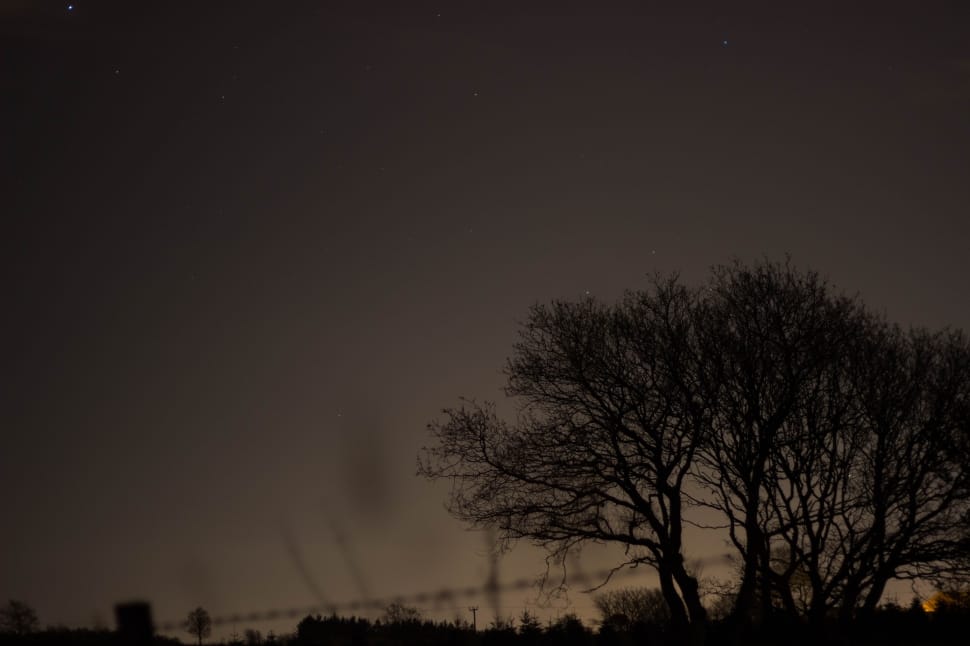 tree silhouette preview