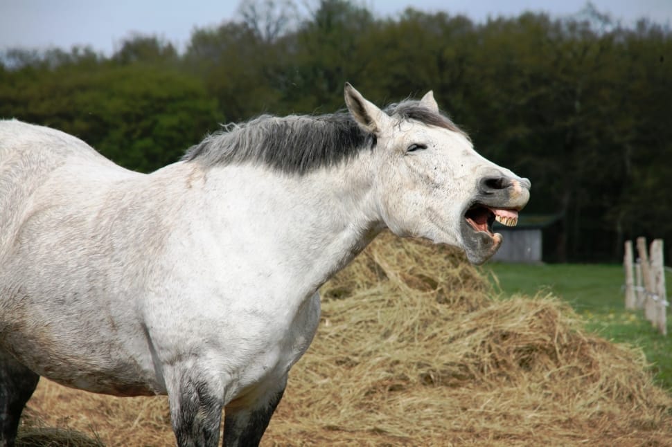 white and grey horse opening mouth near tall trees during daytime preview