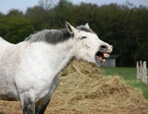 white and grey horse opening mouth near tall trees during daytime thumbnail