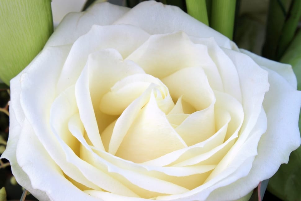 Rose Bloom, Nature, Rose, White, Flower, freshness, white color preview