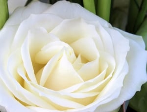 Rose Bloom, Nature, Rose, White, Flower, freshness, white color thumbnail