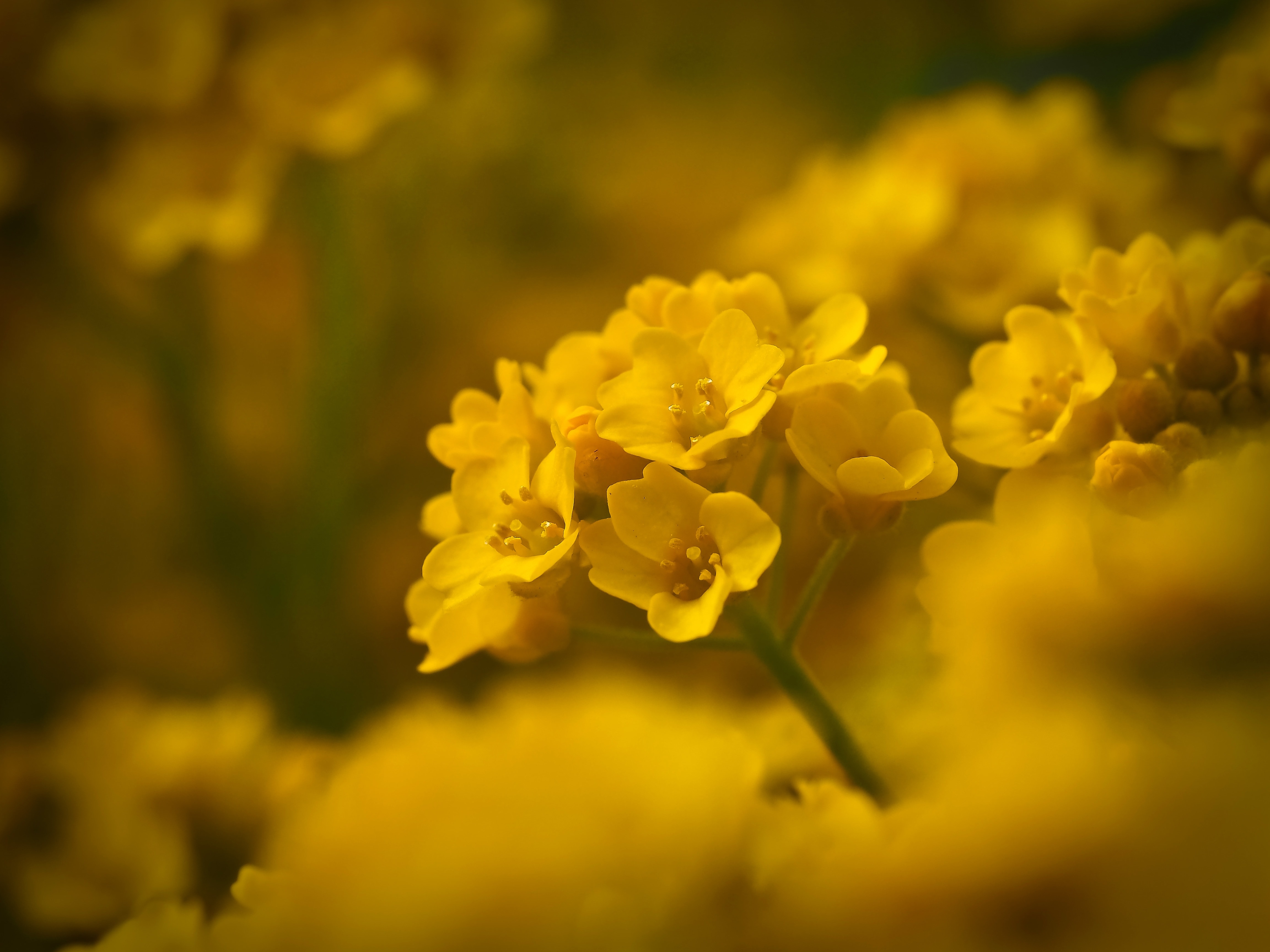 yellow flowers illustration
