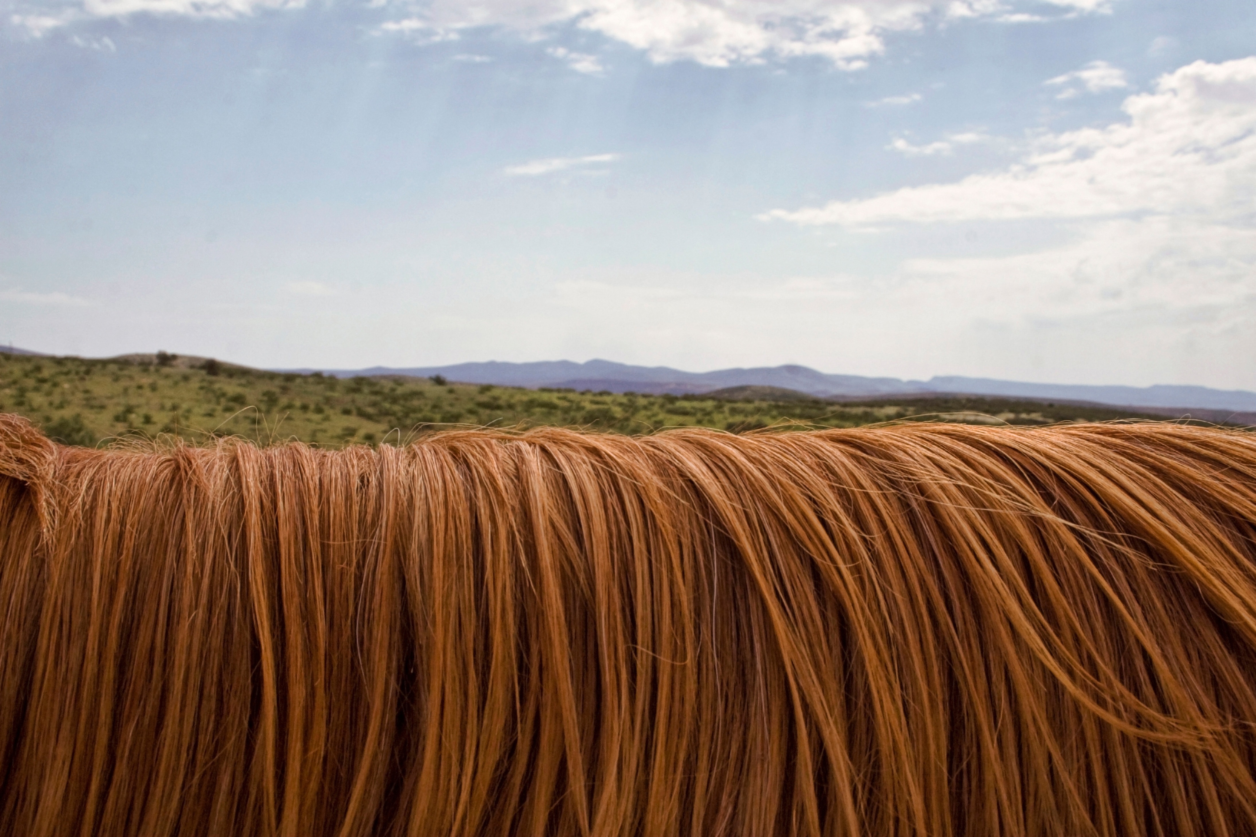 Horse hair. Волосы лошади. Лошадиные прически. Грива волос. Длинные волосы у животных.