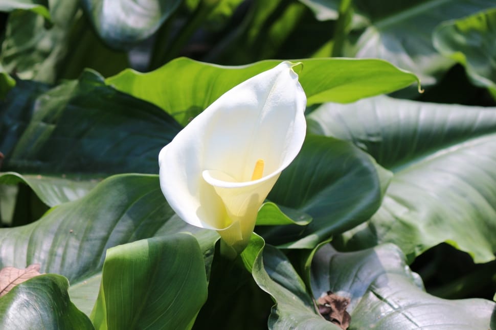 White, Calla, Flower, Easter, Lily, leaf, flower preview