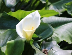 White, Calla, Flower, Easter, Lily, leaf, flower thumbnail