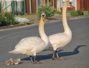 two white swans on road thumbnail