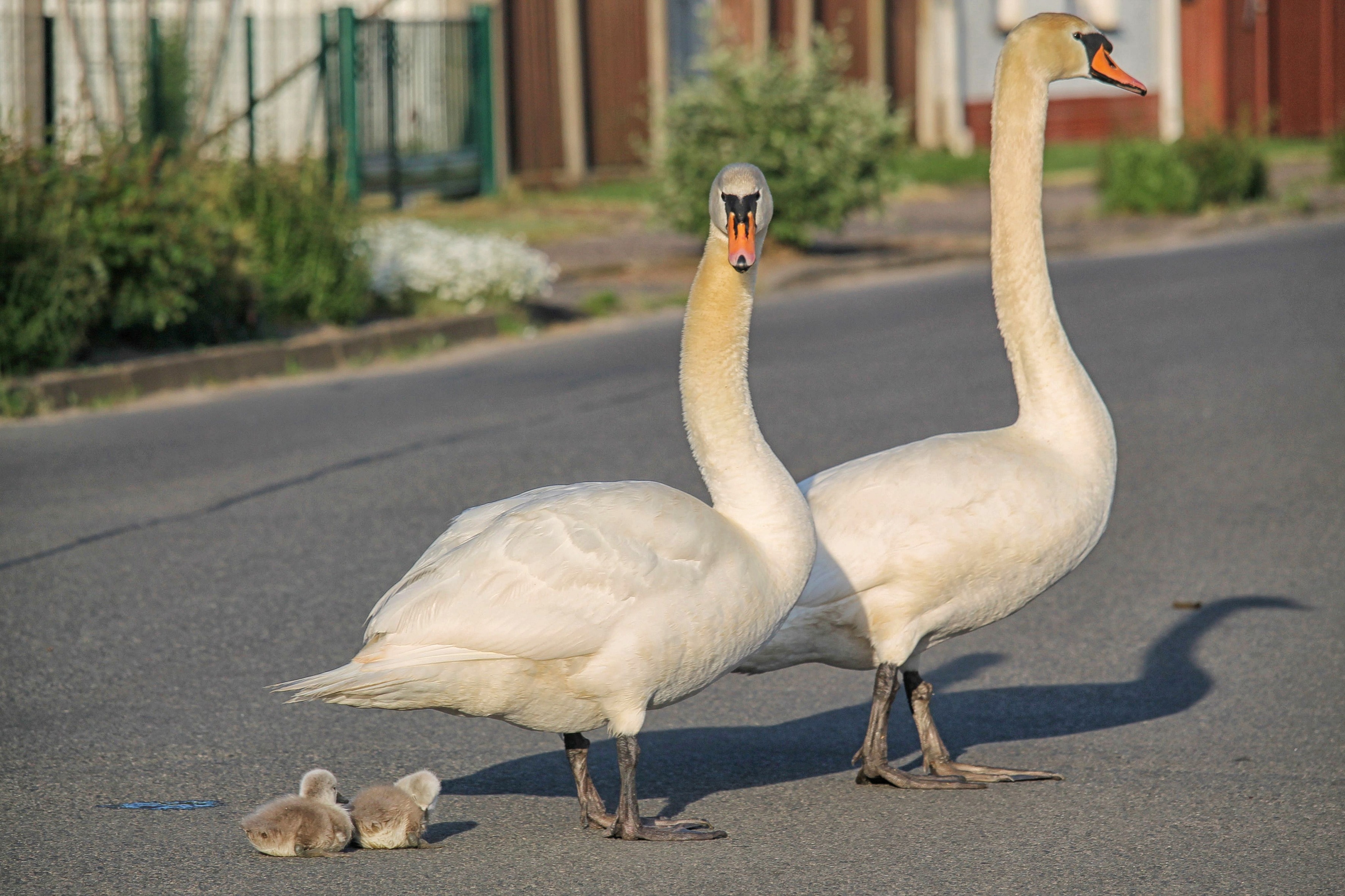 two white swans on road