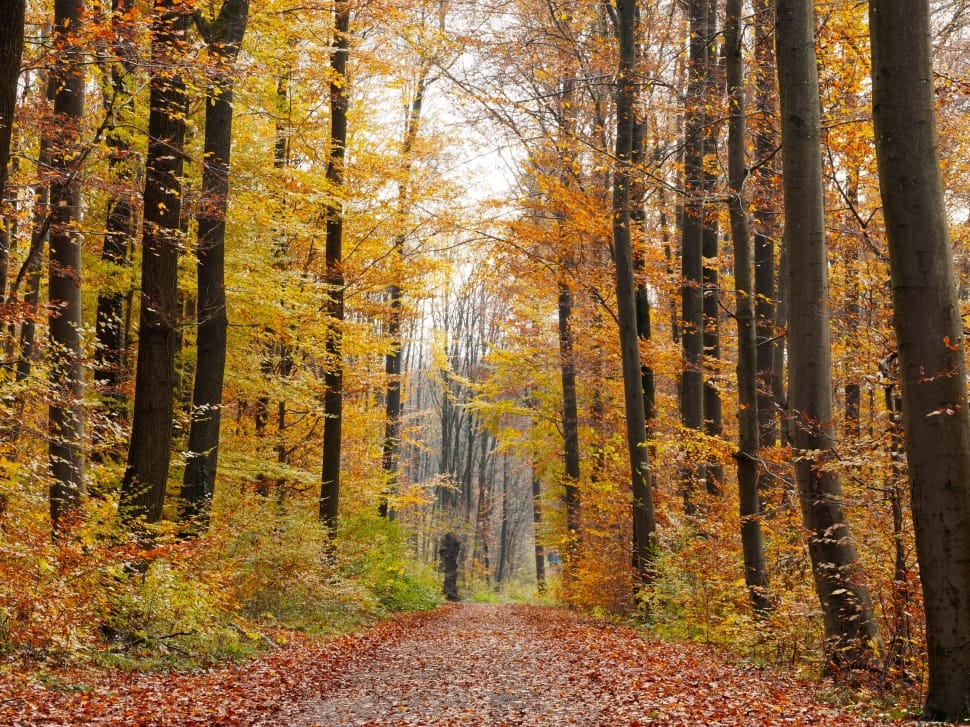 yellow trees preview