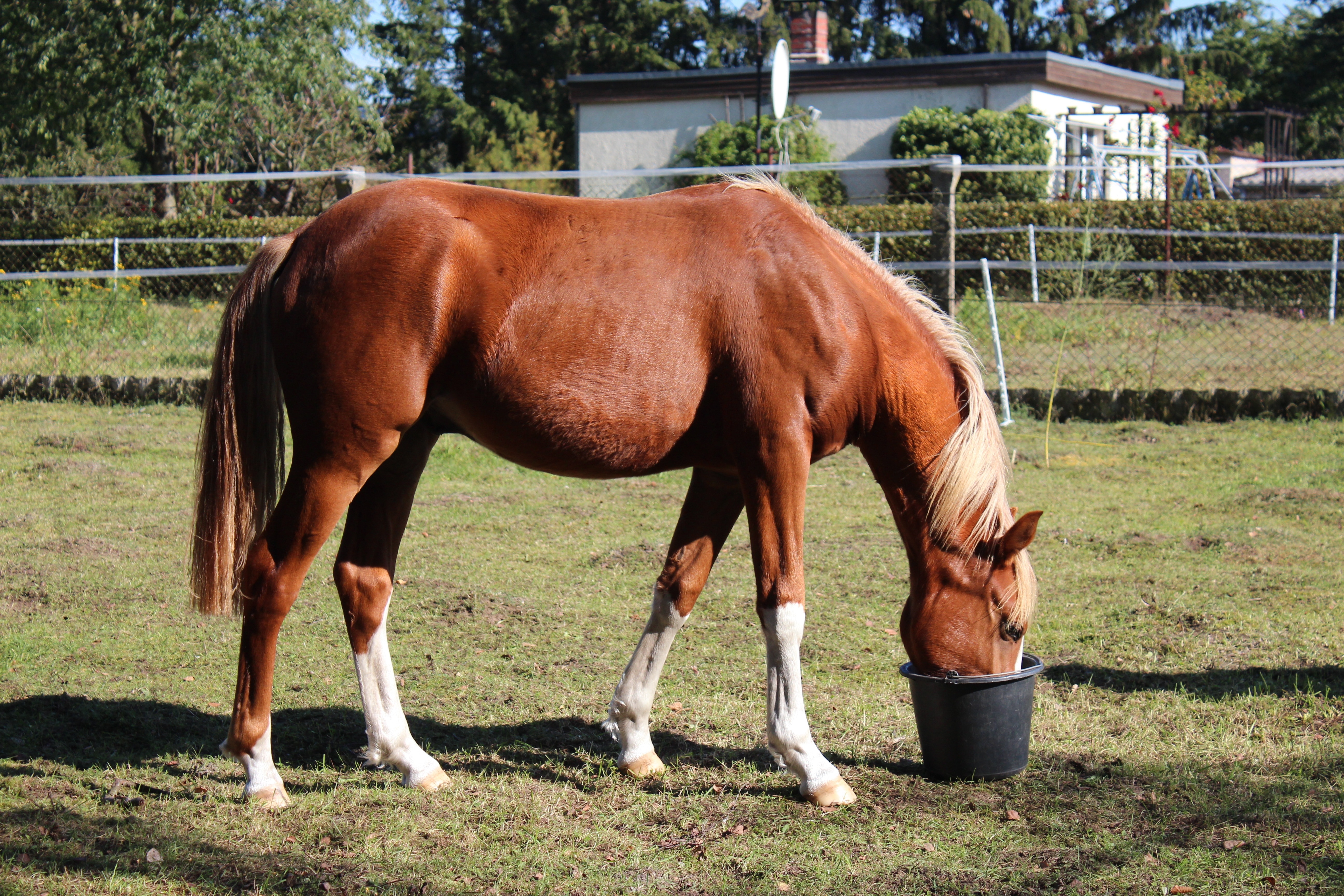 horse drinking on pail during daytime