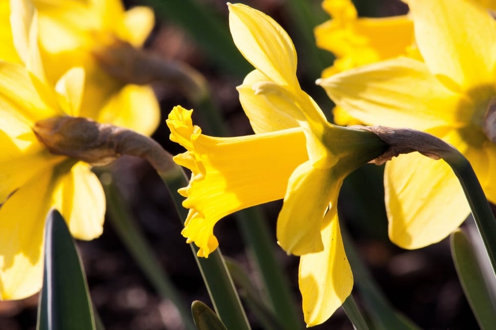 yellow daffodils preview