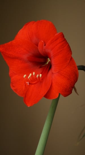 red petal flower thumbnail