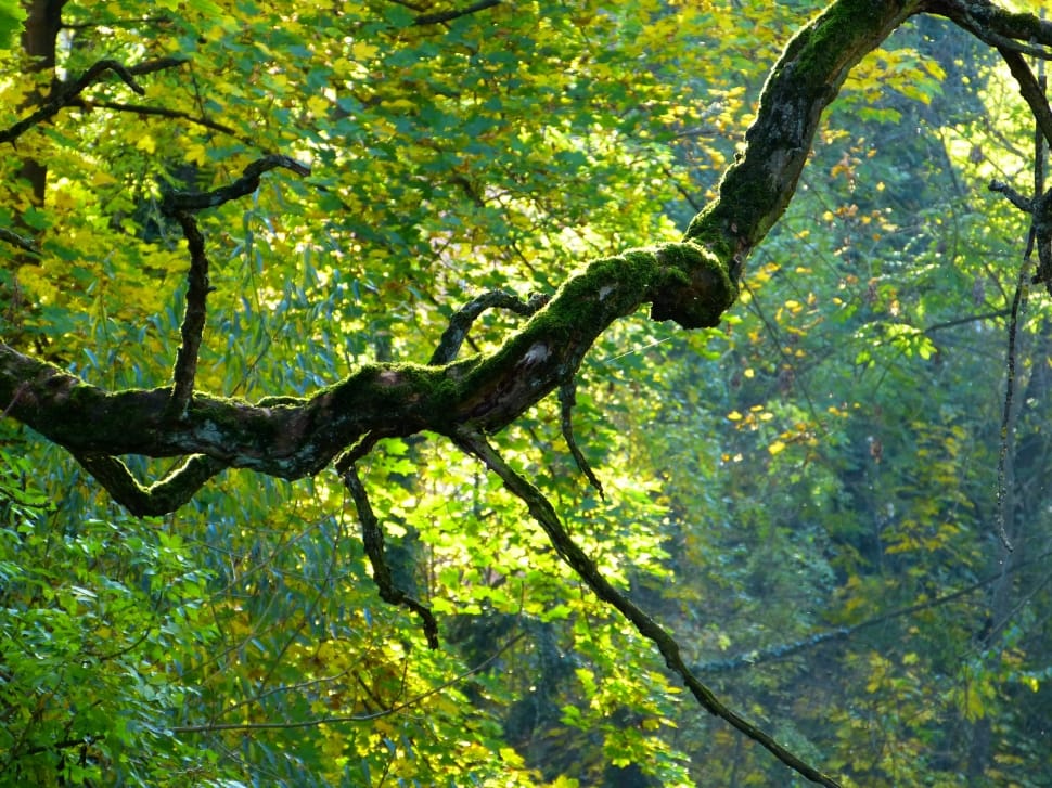 tree branch with leaves preview