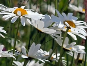 white petal flowers thumbnail