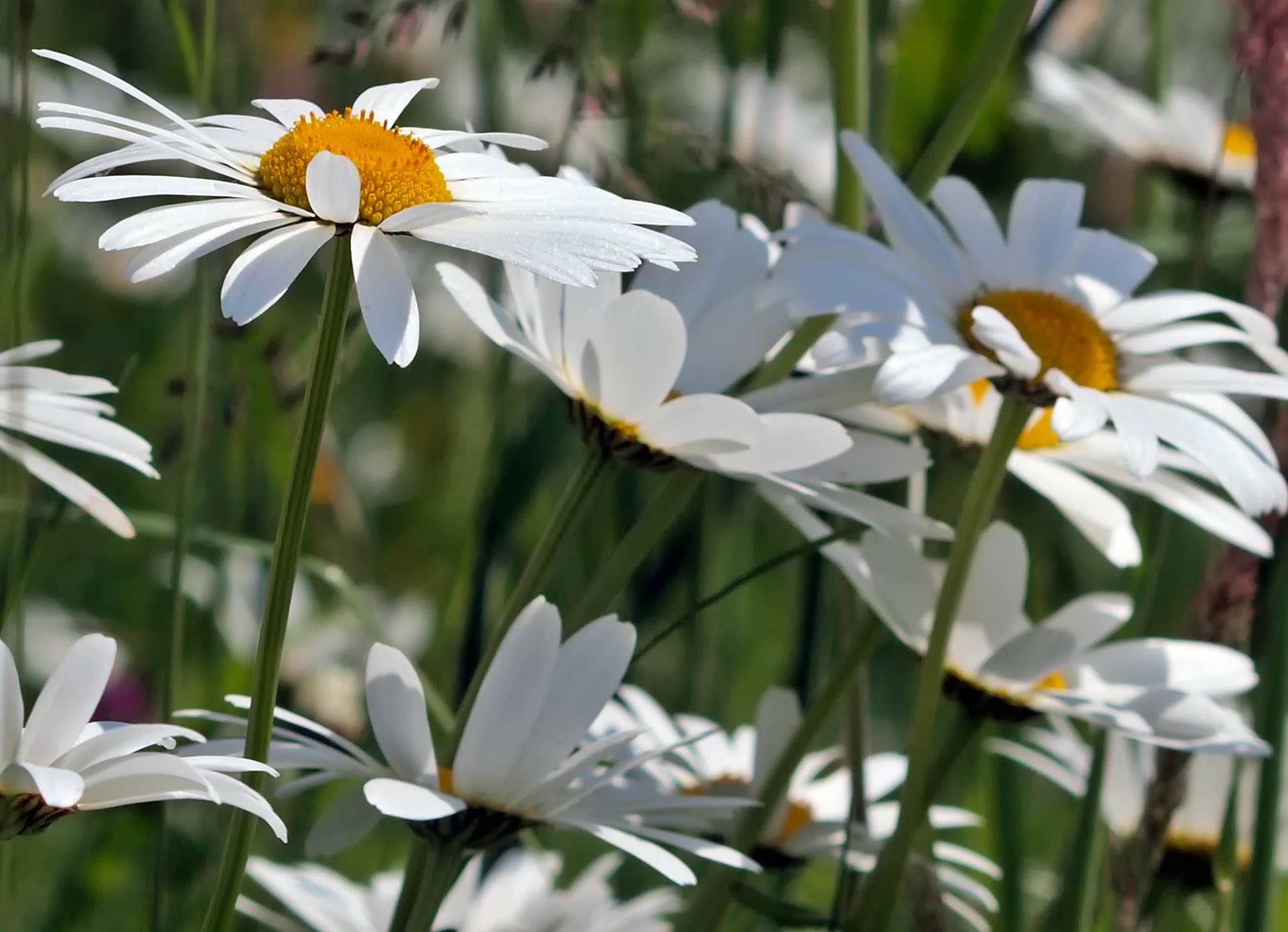 white petal flowers