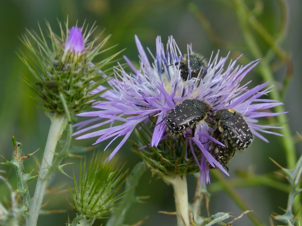 Oxythyrea Funesta, Coleoptera, Beetle, purple, flower preview